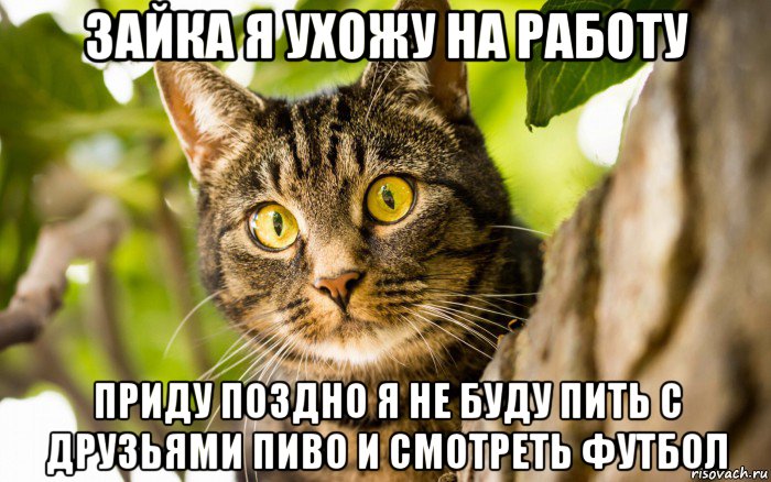 зайка я ухожу на работу приду поздно я не буду пить с друзьями пиво и смотреть футбол, Мем    Наивный котейка