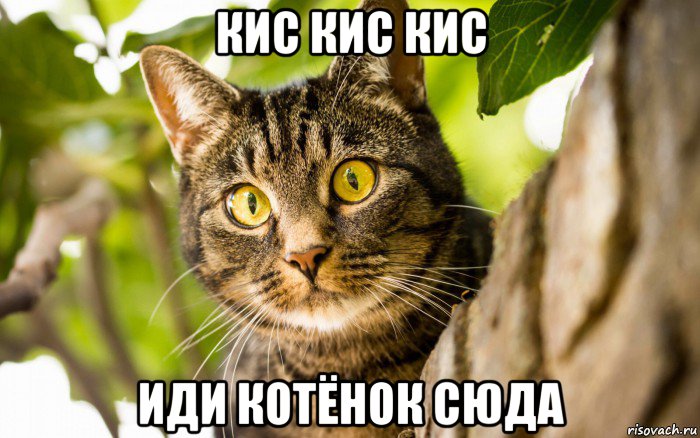 кис кис кис иди котёнок сюда