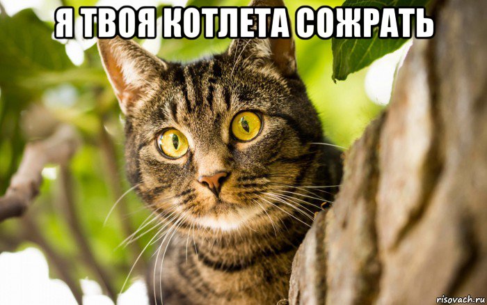 я твоя котлета сожрать 