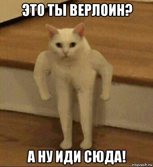 это ты верлоин? а ну иди сюда!, Мем  Полукот