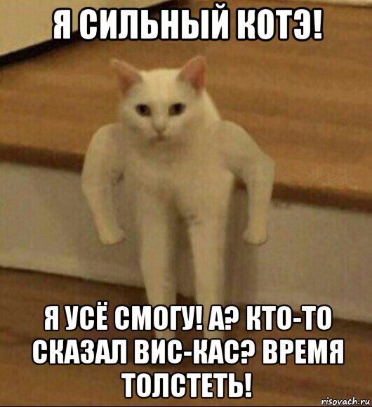 я сильный котэ! я усё смогу! а? кто-то сказал вис-кас? время толстеть!, Мем  Полукот