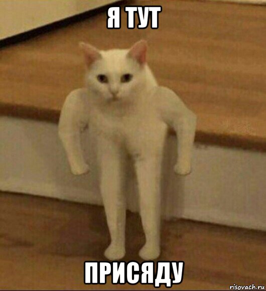 я тут присяду, Мем  Полукот