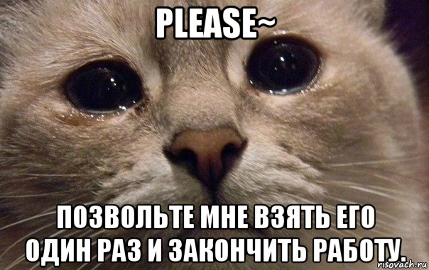 please~ позвольте мне взять его один раз и закончить работу., Мем   В мире грустит один котик