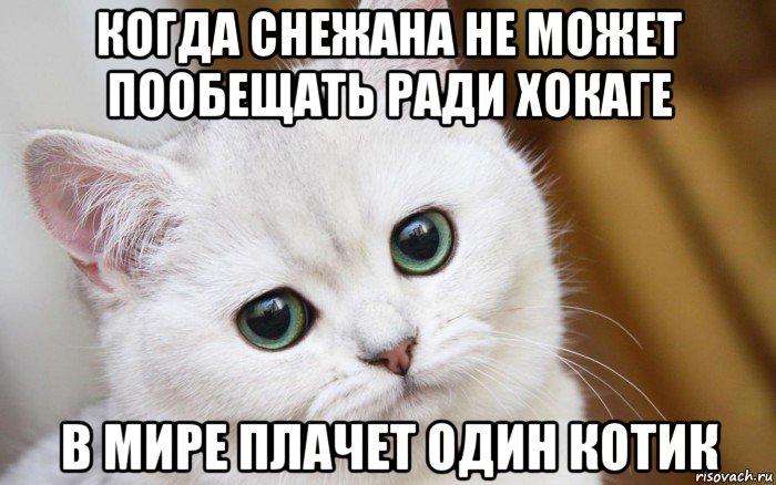 когда снежана не может пообещать ради хокаге в мире плачет один котик, Мем  В мире грустит один котик