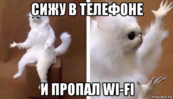 сижу в телефоне и пропал wi-fi, Мем Чучело кота