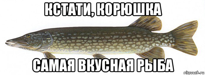 Рыбов продаете красивые. Рыба Мем. Корюшка мемы. Мемы с рыбами. Корюшка Мем.