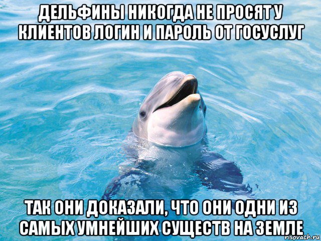 дельфины никогда не просят у клиентов логин и пароль от госуслуг так они доказали, что они одни из самых умнейших существ на земле