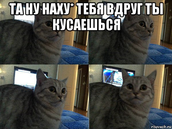 та ну наху* тебя вдруг ты кусаешься , Мем  Кот в шоке