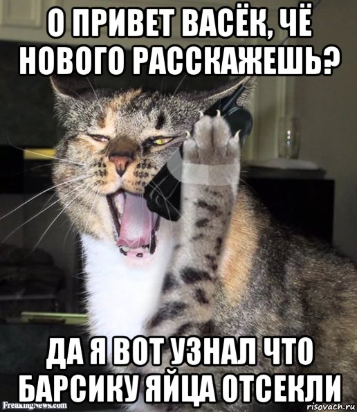 Привет передавай слушать. Мемы с котами привет. Мемы с котами Приветствие. Мемы здрасте котики. Привет Васька.