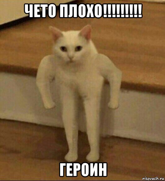 чето плохо!!!!!!!!! героин, Мем  Полукот