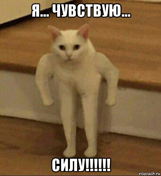 я... чувствую... силу!!!!!!, Мем  Полукот