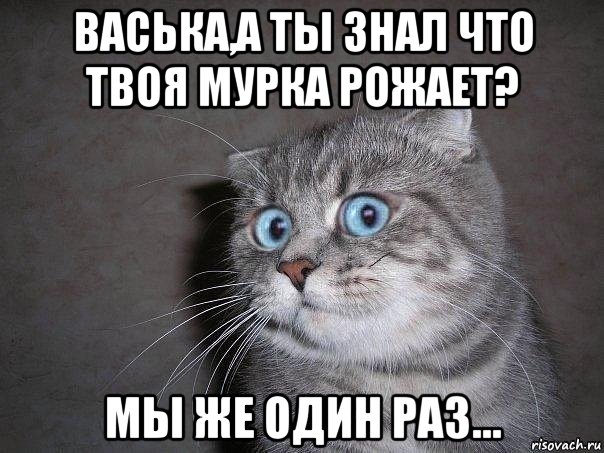 васька,а ты знал что твоя мурка рожает? мы же один раз..., Мем  удивлённый кот