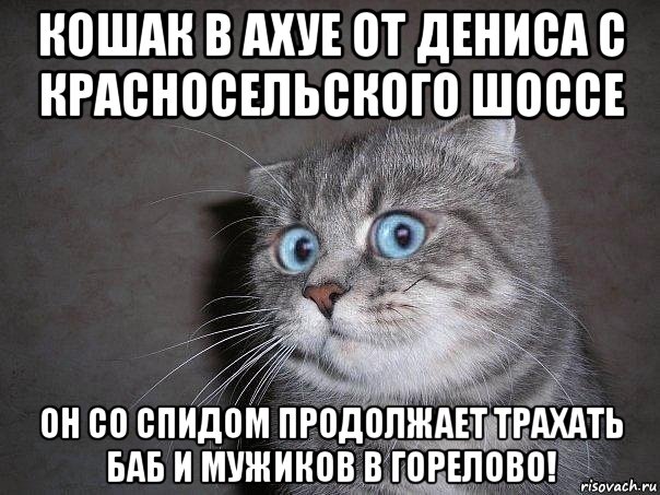 кошак в ахуе от дениса с красносельского шоссе он со спидом продолжает трахать баб и мужиков в горелово!, Мем  удивлённый кот