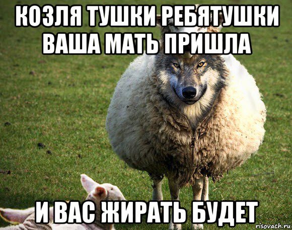 Твоя мама она пришла. Овца Мем. Баран Мем. Мемы с баранами. Мемы про овец.