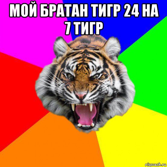 мой братан тигр 24 на 7 тигр 