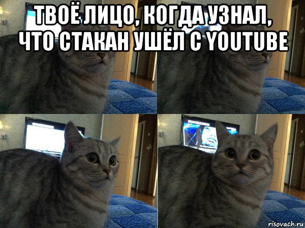 твоё лицо, когда узнал, что стакан ушёл с youtube , Мем  Кот в шоке