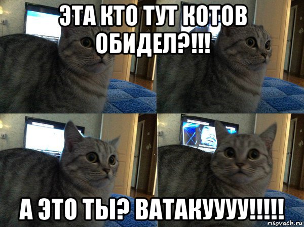 эта кто тут котов обидел?!!! а это ты? ватакуууу!!!!!, Мем  Кот в шоке