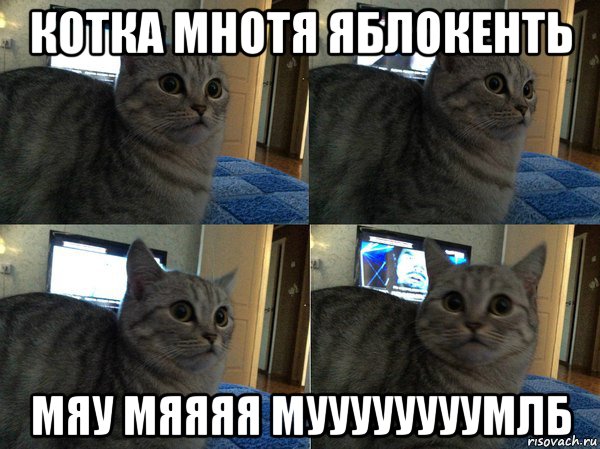 котка мнотя яблокенть мяу мяяяя муууууууумлб, Мем  Кот в шоке