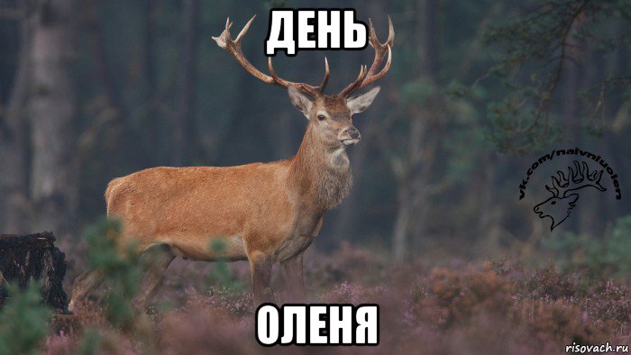 день оленя