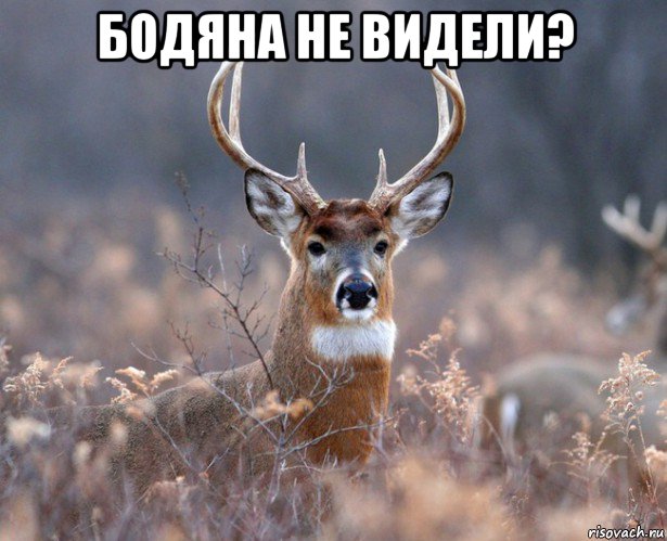 бодяна не видели? , Мем   Наивный олень