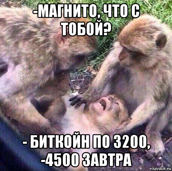 -магнито, что с тобой? - биткойн по 3200, -4500 завтра, Мем Обезьяны