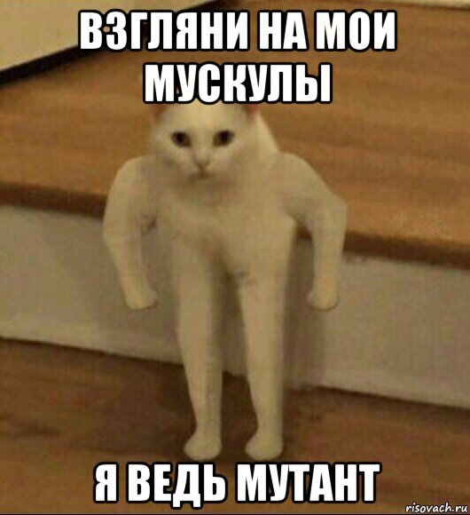 взгляни на мои мускулы я ведь мутант, Мем  Полукот