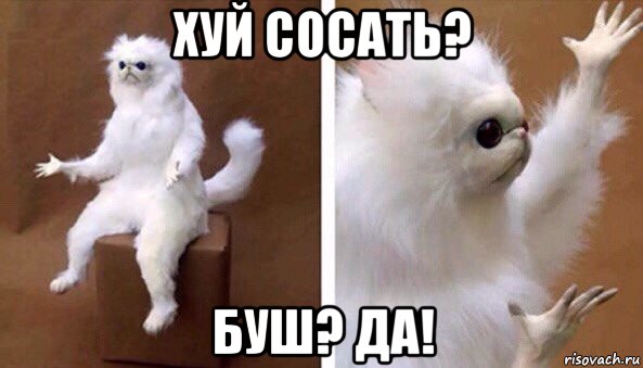 хуй сосать? буш? да!, Мем Чучело кота