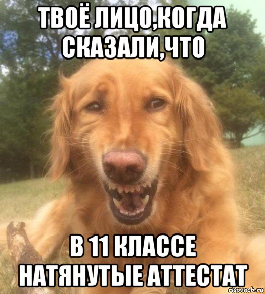 твоё лицо,когда сказали,что в 11 классе натянутые аттестат, Мем   Когда увидел что соседского кота отнесли в чебуречную