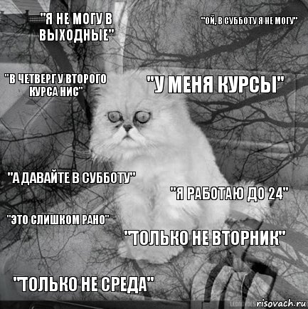 "я не могу в выходные" "я работаю до 24" "у меня курсы" "только не среда" "а давайте в субботу" "ой, в субботу я не могу" "только не вторник" "в четверг у второго курса нис" "это слишком рано" , Комикс  кот безысходность