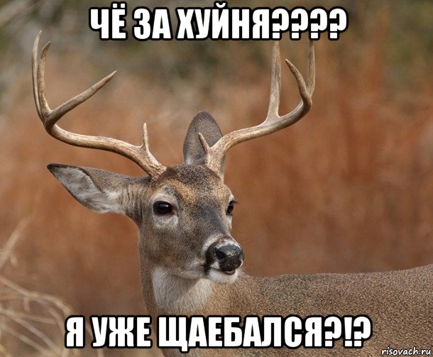 чё за хуйня???? я уже щаебался?!?, Мем  Наивный Олень v2