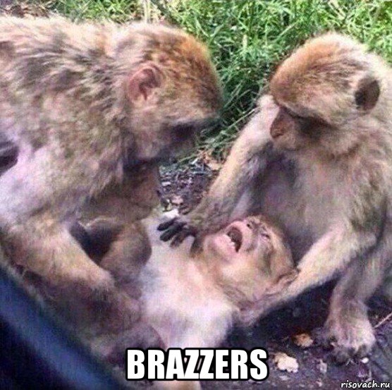  brazzers, Мем Обезьяны