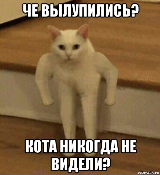 че вылупились? кота никогда не видели?, Мем  Полукот