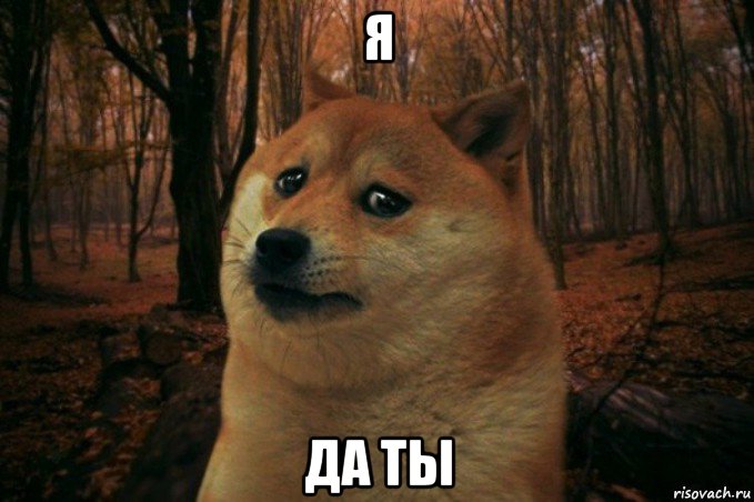 я да ты, Мем SAD DOGE