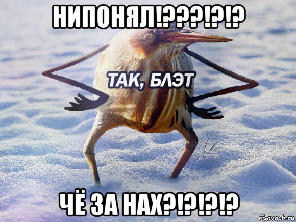 нипонял!???!?!? чё за нах?!?!?!?, Мем  Так блэт птица с руками