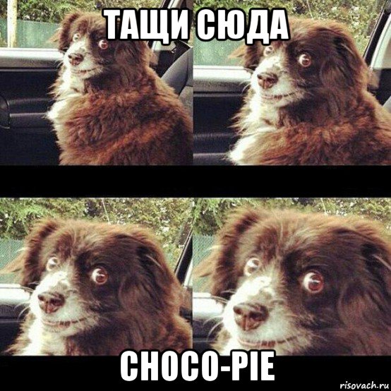 тащи сюда choco-pie