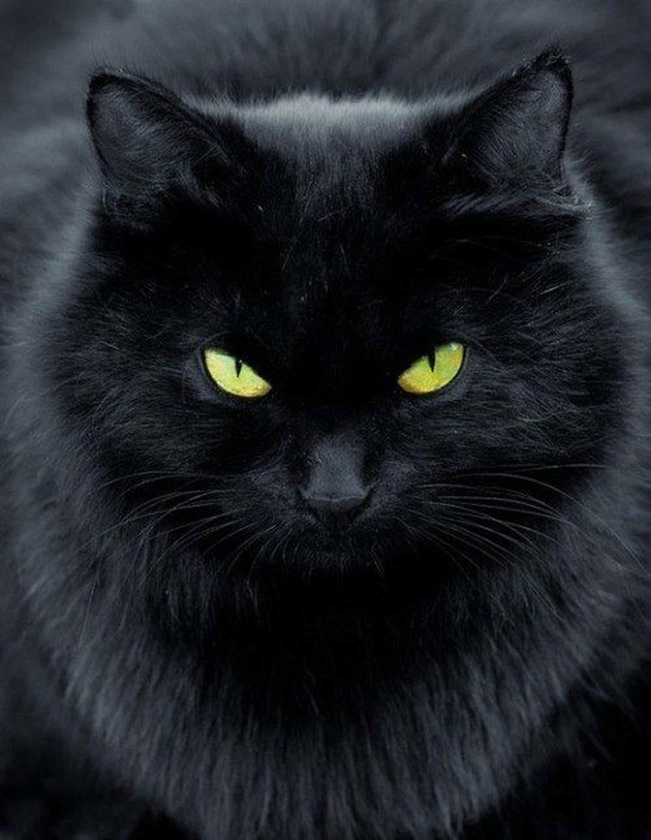 Черных картинках. Чёрный кот. Черные коты. Красивый черный кот. Черный Кок.