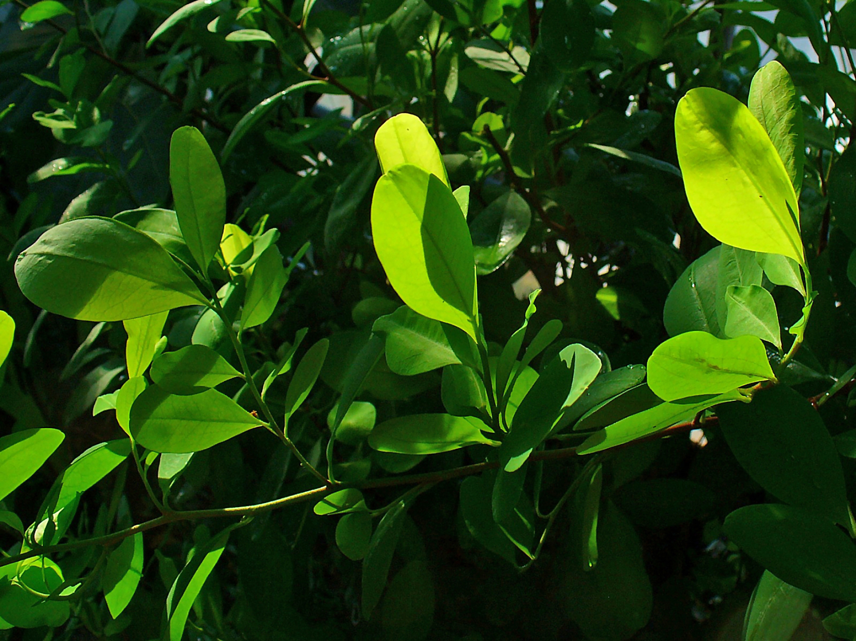Coca leaf. Эритроксилум Кока. Дерево Кока (Erythroxylon Coca). Листья Эритроксилум. Кокаиновый куст.