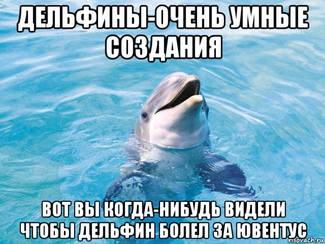 дельфины-очень умные создания вот вы когда-нибудь видели чтобы дельфин болел за ювентус, Мем Дельфин