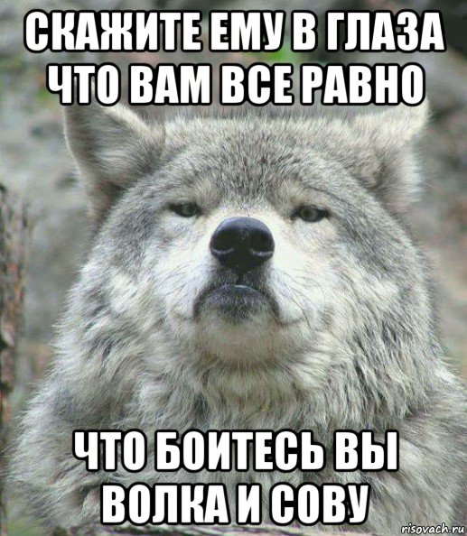 скажите ему в глаза что вам все равно что боитесь вы волка и сову, Мем    Гордый волк