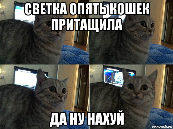 светка опять кошек притащила да ну нахуй