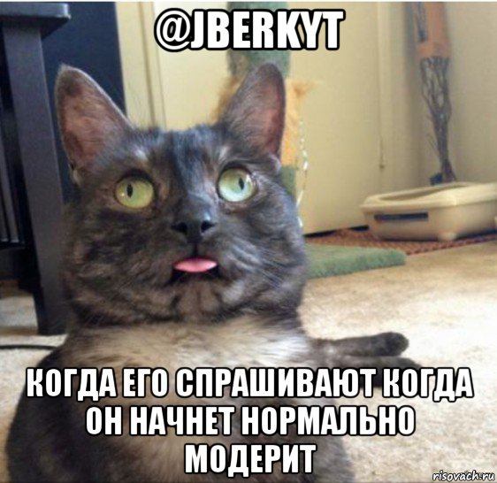 @jberkyt когда его спрашивают когда он начнет нормально модерит, Мем   Кот завис