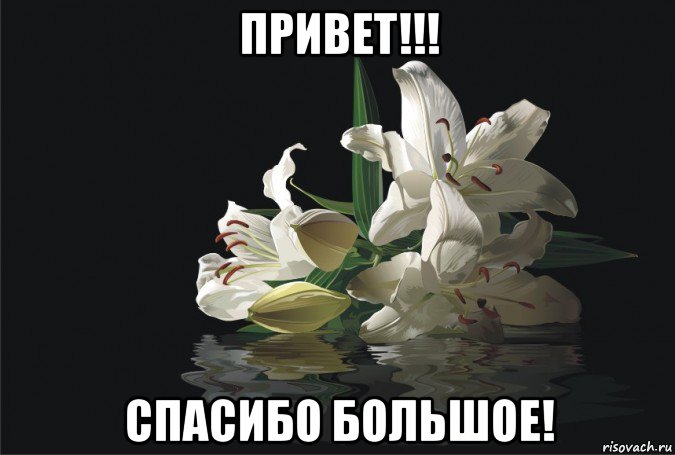 Картинки спасибо лилия