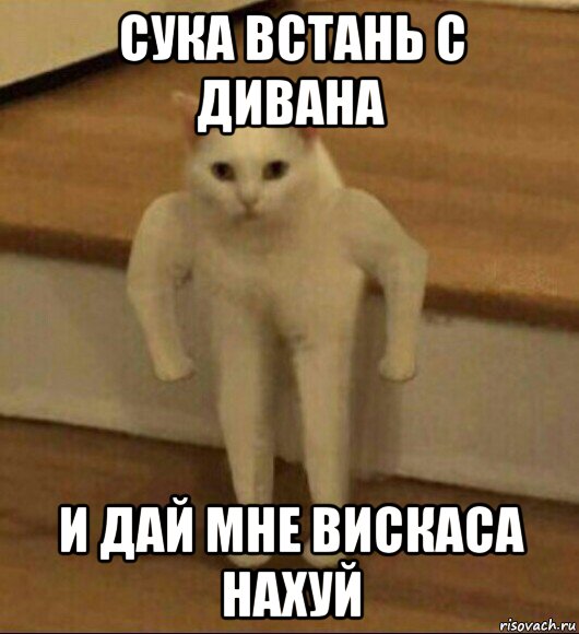 сука встань с дивана и дай мне вискаса нахуй, Мем  Полукот