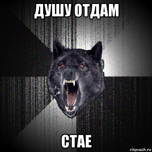 душу отдам стае