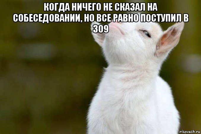 когда ничего не сказал на собеседовании, но все равно поступил в 309 , Мем  Гордый козленок