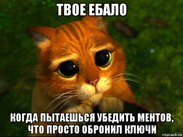 твое ебало когда пытаешься убедить ментов, что просто обронил ключи, Мем кот из шрека