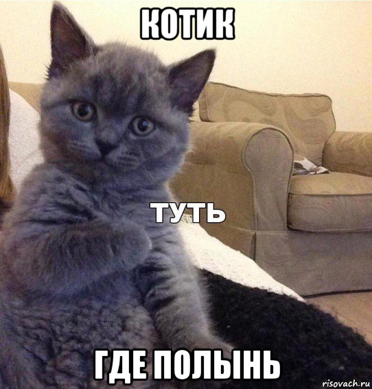 котик где полынь