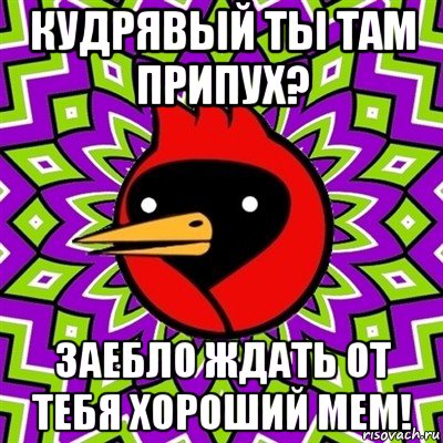 кудрявый ты там припух? заебло ждать от тебя хороший мем!, Мем Омская птица