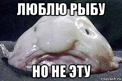 Конечно обожаю. Мемы про рыбок. Рыба Мем. Мемы с рыбами.