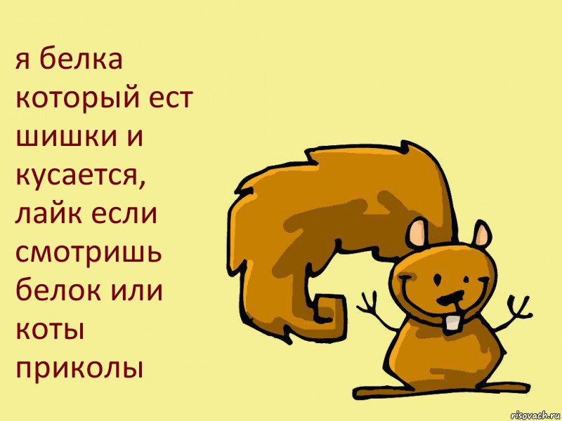 я белка который ест шишки и кусается, лайк если смотришь белок или коты приколы